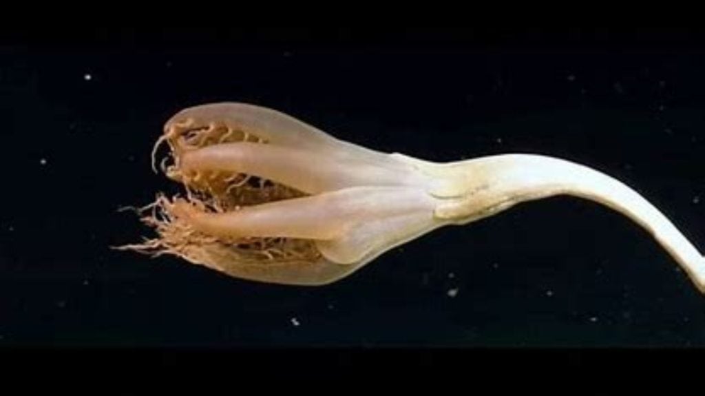 Solumbellula sea pen located in the Pacific Ocean near the Johnston Atoll.