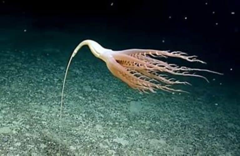 Solumbellula sea pen located in the Pacific Ocean near the Johnston Atoll.