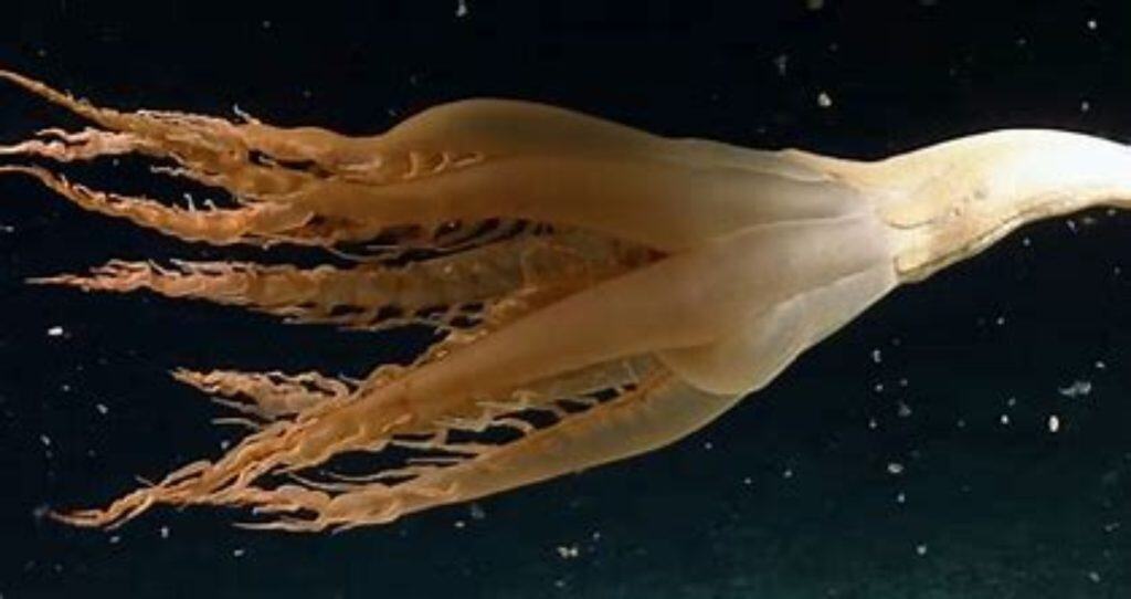 Solumbellula sea pen located in the Pacific Ocean near the Johnston Atoll.