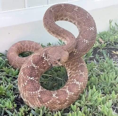 Rattlesnake is nearly levitating