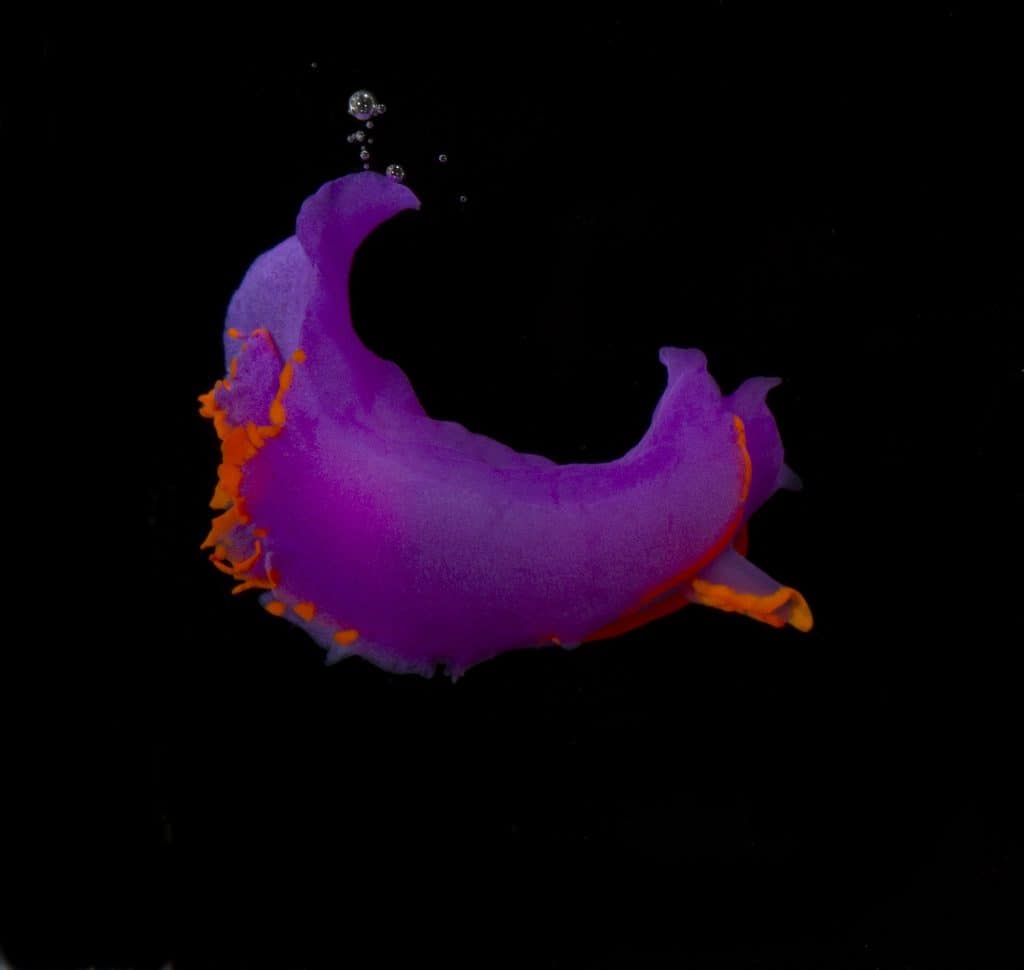 Sagaminopteron ornatum