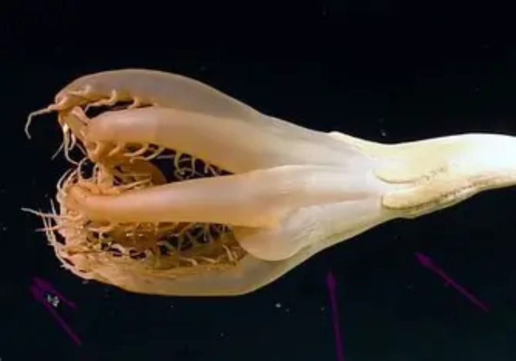 Solumbellula sea pen located near the Johnston Atoll in the Pacific Ocean.