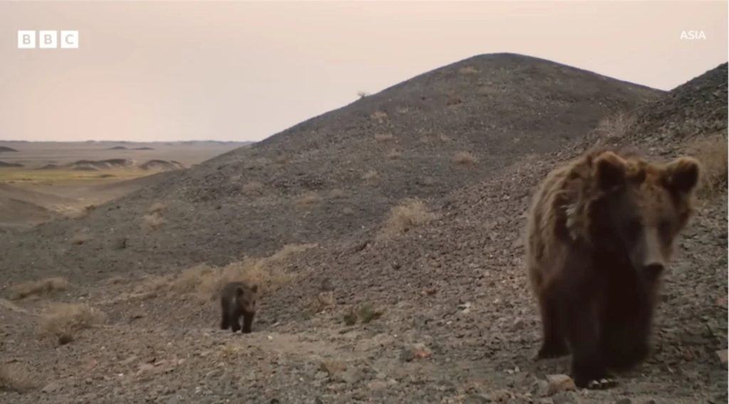 Gobi bear and her cub walking through the Gobi Desert