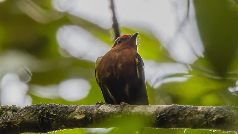 club-winged manakin