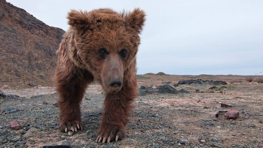 Gobi bear in the Gobi Desert
