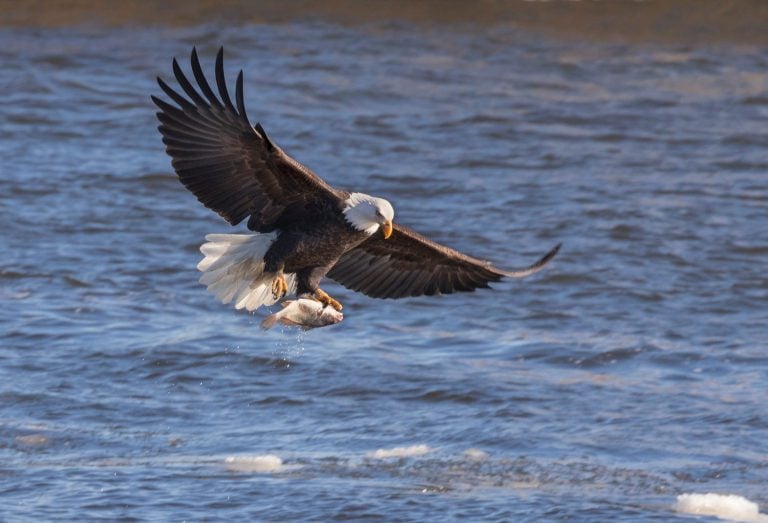 How Eagles Use Incredible Vision To Hunt Fish And Other Prey A Z Animals