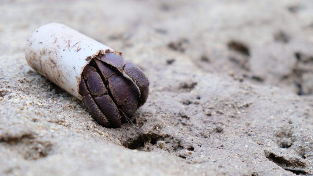 Why Hermit Crabs are Swapping Shells for Plastic Caps in a Struggle to ...