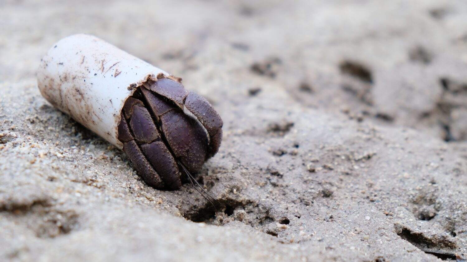Every plastic garbage ends up in the ocean, threatens the marine lives.