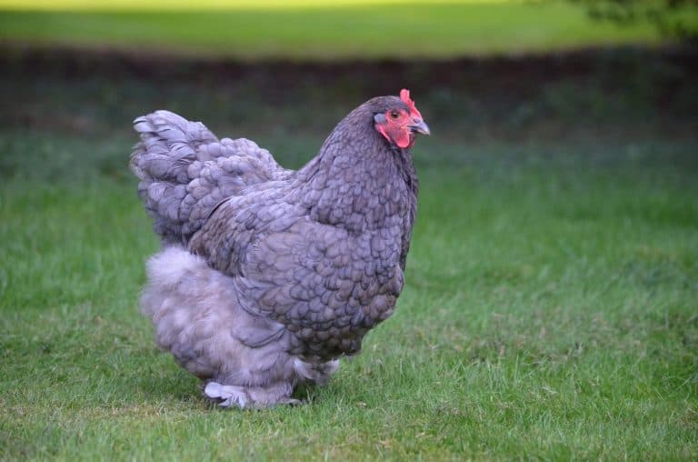 Chicken walking in the field, cochin in the field, chicken in the field, Hen in the field, chicken eating bugs, fuzzy chicken, cochin chicken in the yard, chicken in the yard. gray cochin chicken