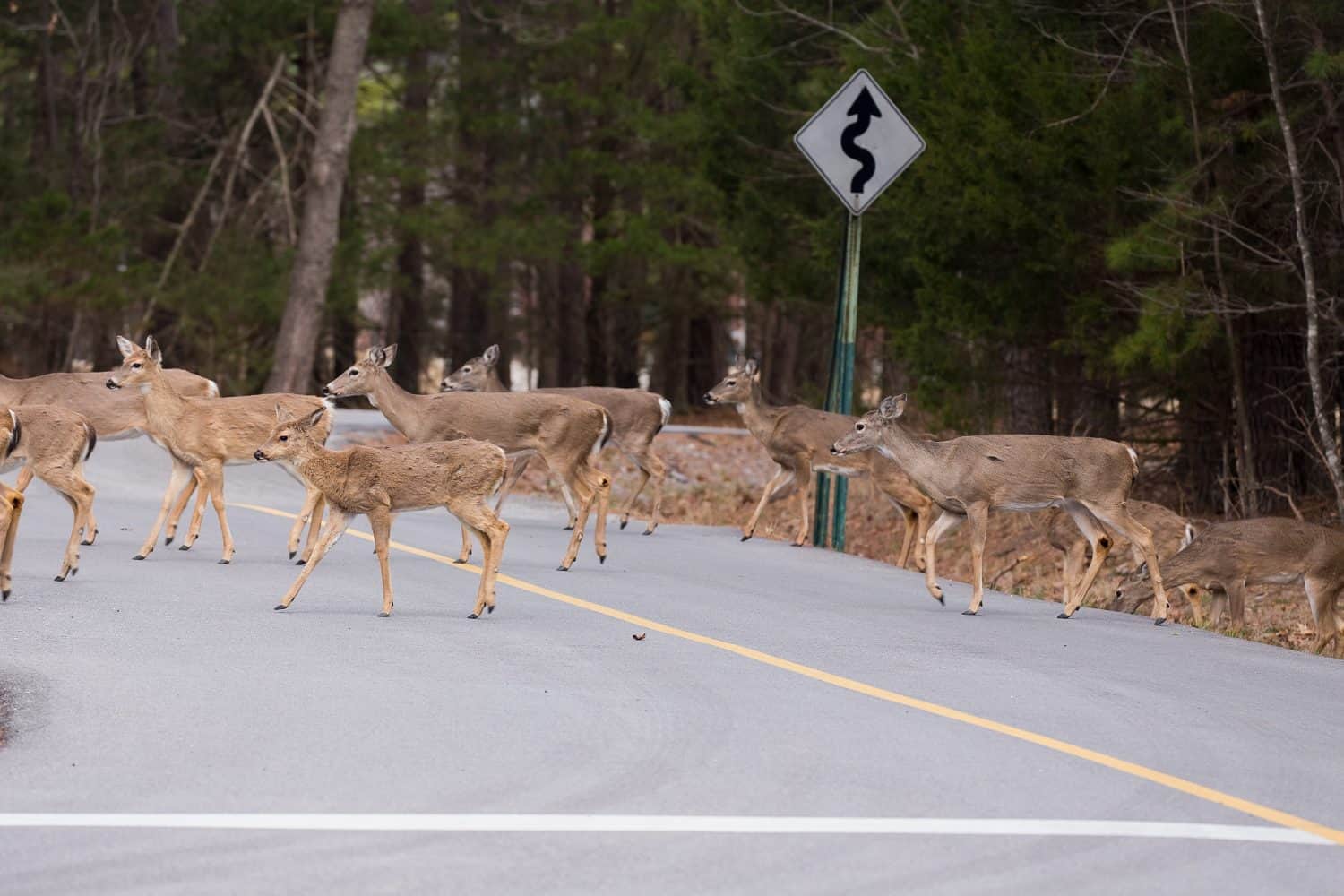The Arkansas Deer Rut Is One of Nature’s Wildest Spectacles - A-Z Animals