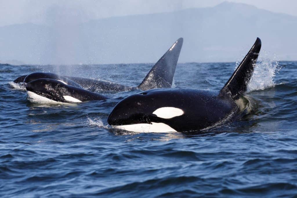 Killer Whale - Orcinus Orca