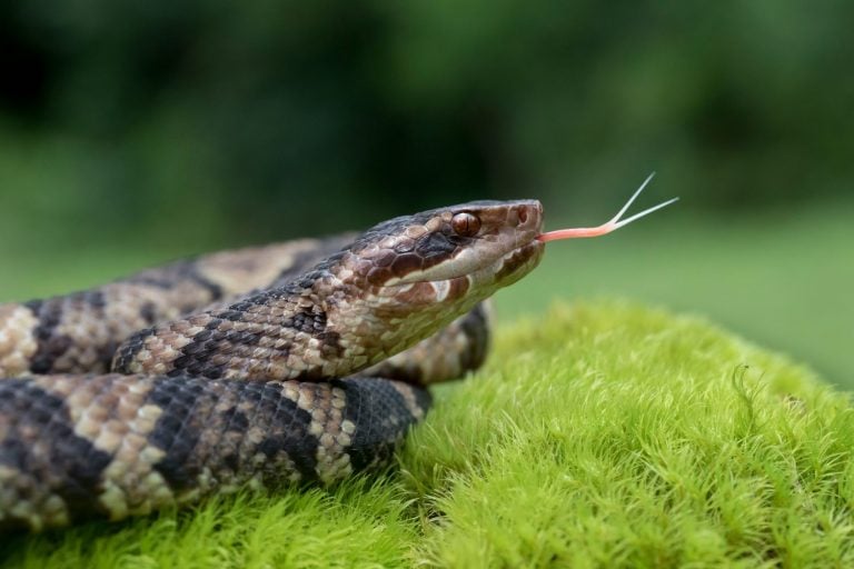 Venomous Cottonmouth (Water Moccasin) with forked tongue