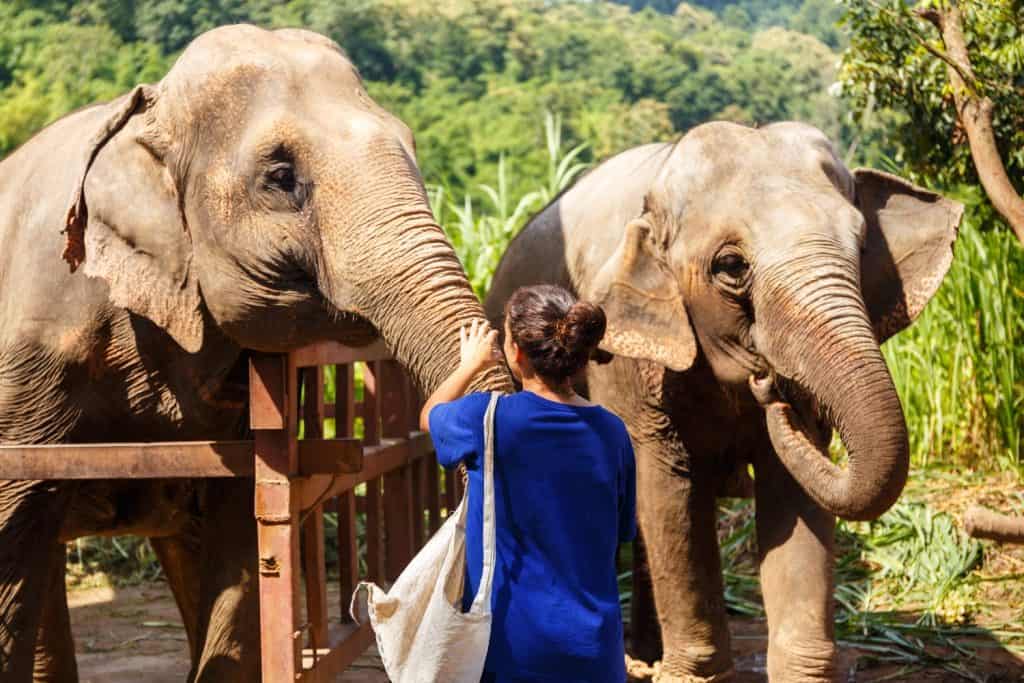 Girl wiht bananas in her hand feeds an elephant at sanctuary in Chiang Mai Thailand
