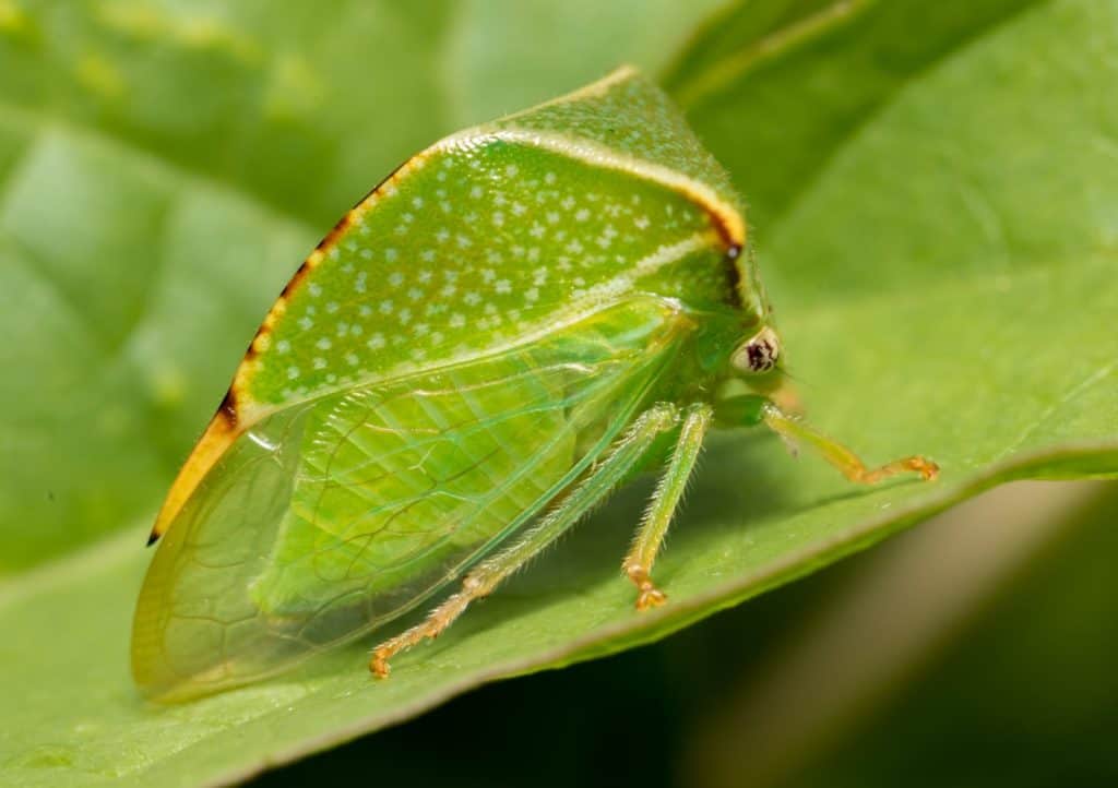 Buffalo Treehopper blends into his surroundings, with his bright green coloring and triangle shape they appear to be a leaf or a thorn at first sight