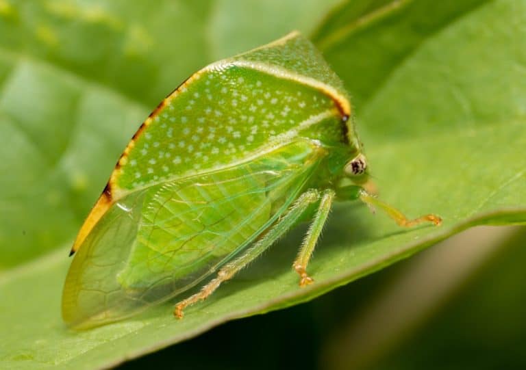 Buffalo Treehopper blends into his surroundings, with his bright green coloring and triangle shape they appear to be a leaf or a thorn at first sight