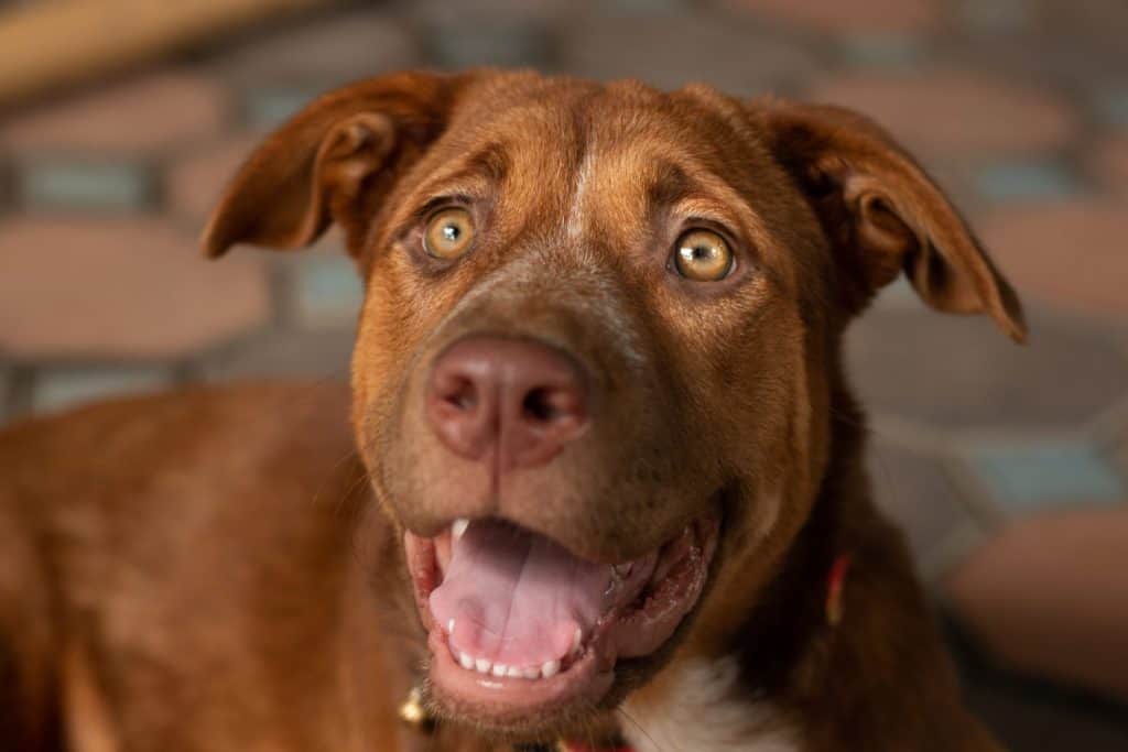 a brown dog cross hybrid breed . handsome american pitbull terrier at home . close up eye texture .