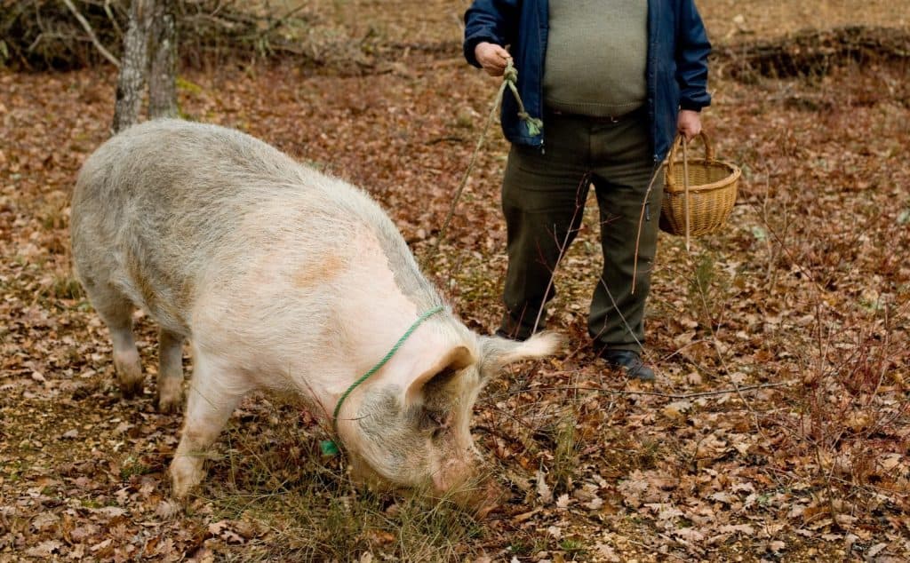 Harvest of black truffles with the help of a pig in Lalbenque, France