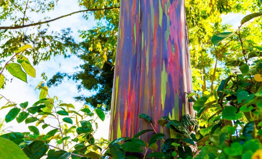 View of the rainbow eucalyptus, Kauai, Hawaii, USA