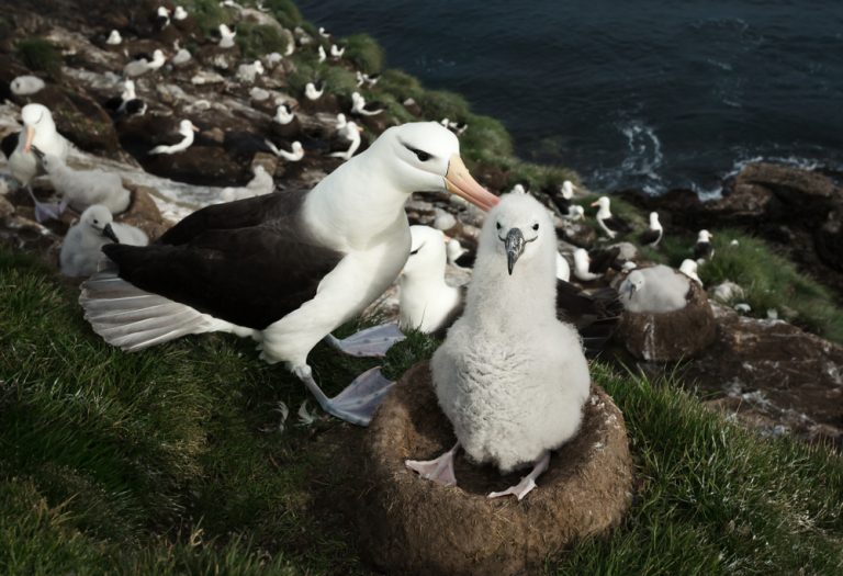 Close up of a Black-browed Albatross with a chick sitting in the nest, Falkland islands.