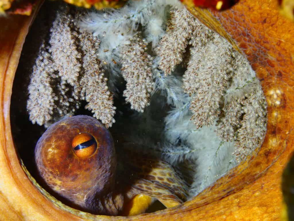 mother octopus with eggs underwater ocean scenery behaviour