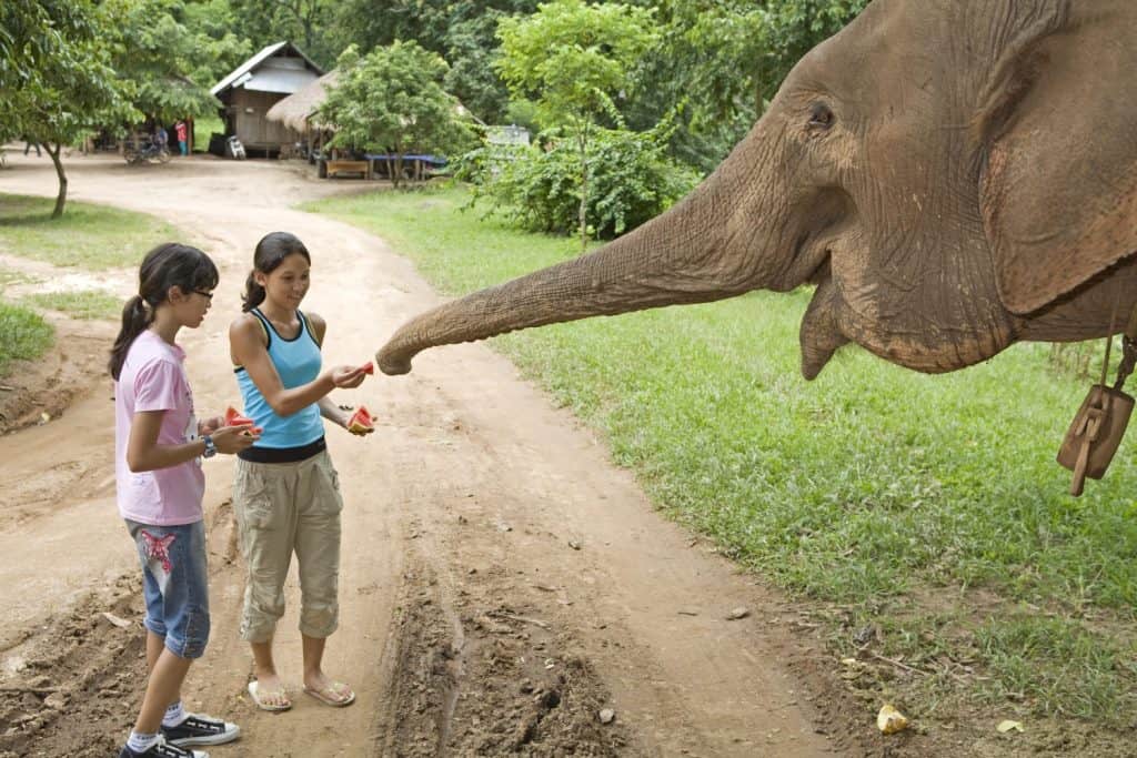 Children feed elephant