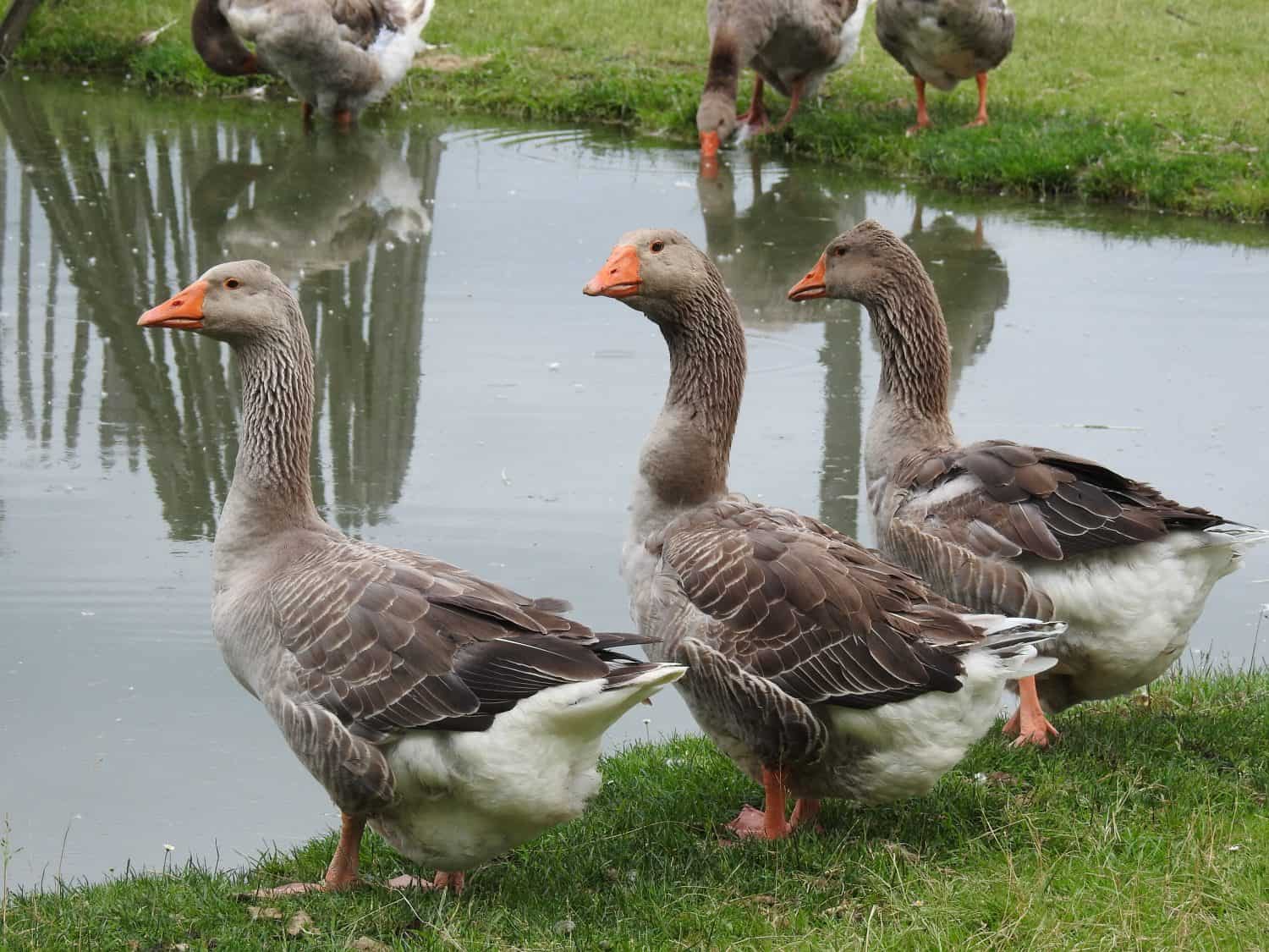Three Toulouse geese domesticated French breed standing on green grass by a pond in rural south France
