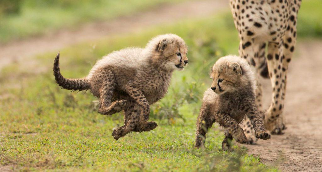 Cheetah, Acinonyx jubatus, mother with cubs, Ndutu, Serengeti National Park, Tanzania, Africa