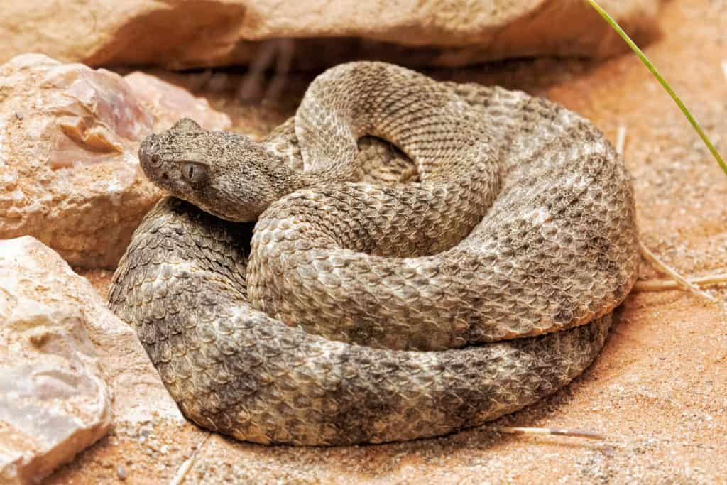 Tiger Rattlesnake, Crotalus tigris is a pit viper from the rocky foothills of the Sonoran Desert from south central Arizona into Mexico