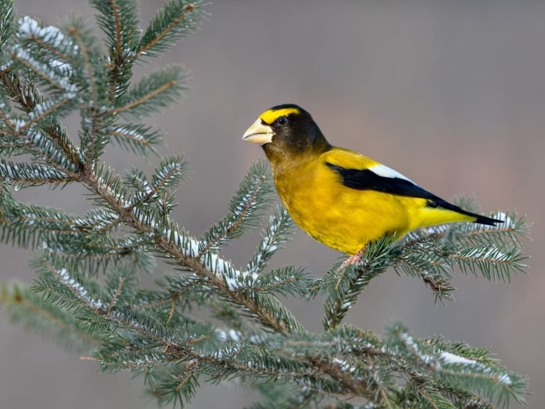 Male Evening Grosbeak on Spruce Tree Branch in Winter, Portrait