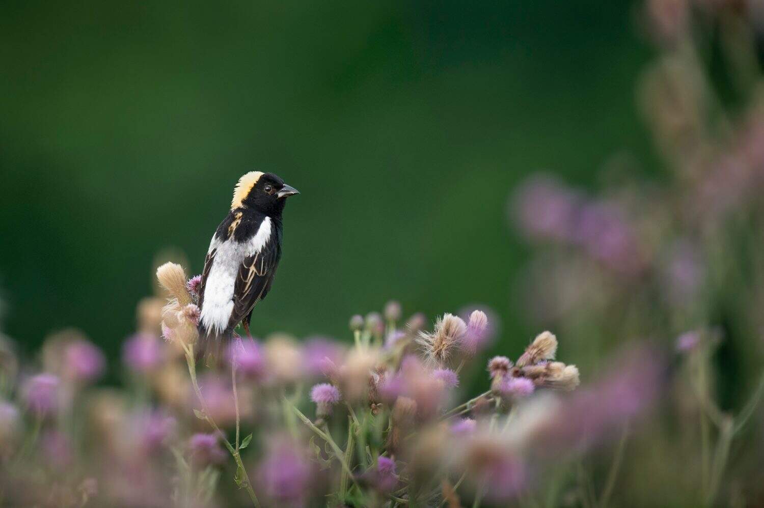 A male Bobolink perched on purple flowers in soft sunlight with a smooth green background.