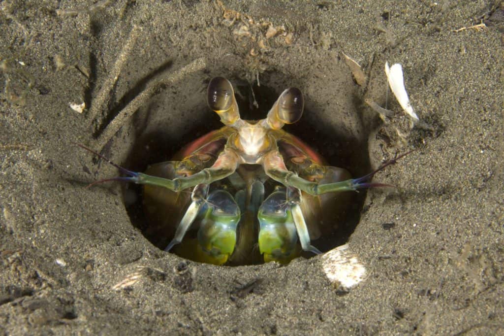 mantis shrimp in sandy burrow on ocean bottom, toyan bay, catalina island, california, united states