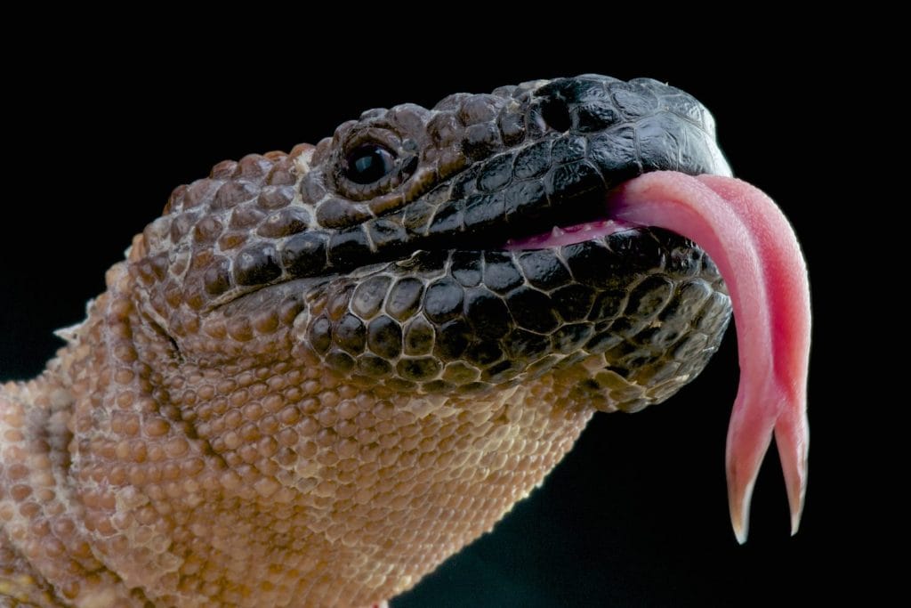 Venomous Beaded lizard / Heloderma horridum