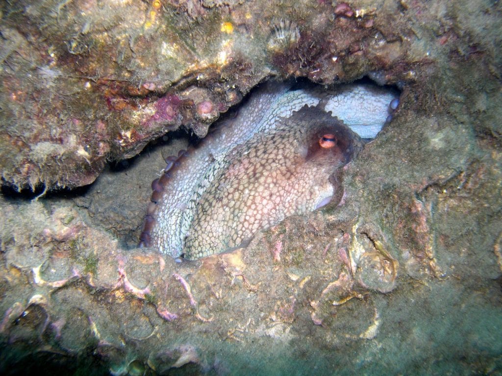 octopus safe in his den an hole in the rock of bottom octopus vulgaris