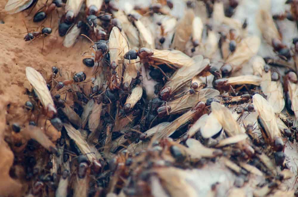 Insect, Nest of flying ants