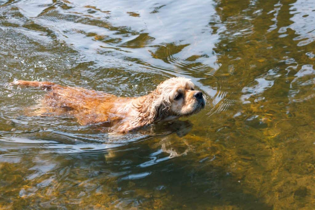 dog of breed American water Spaniel swimming in water