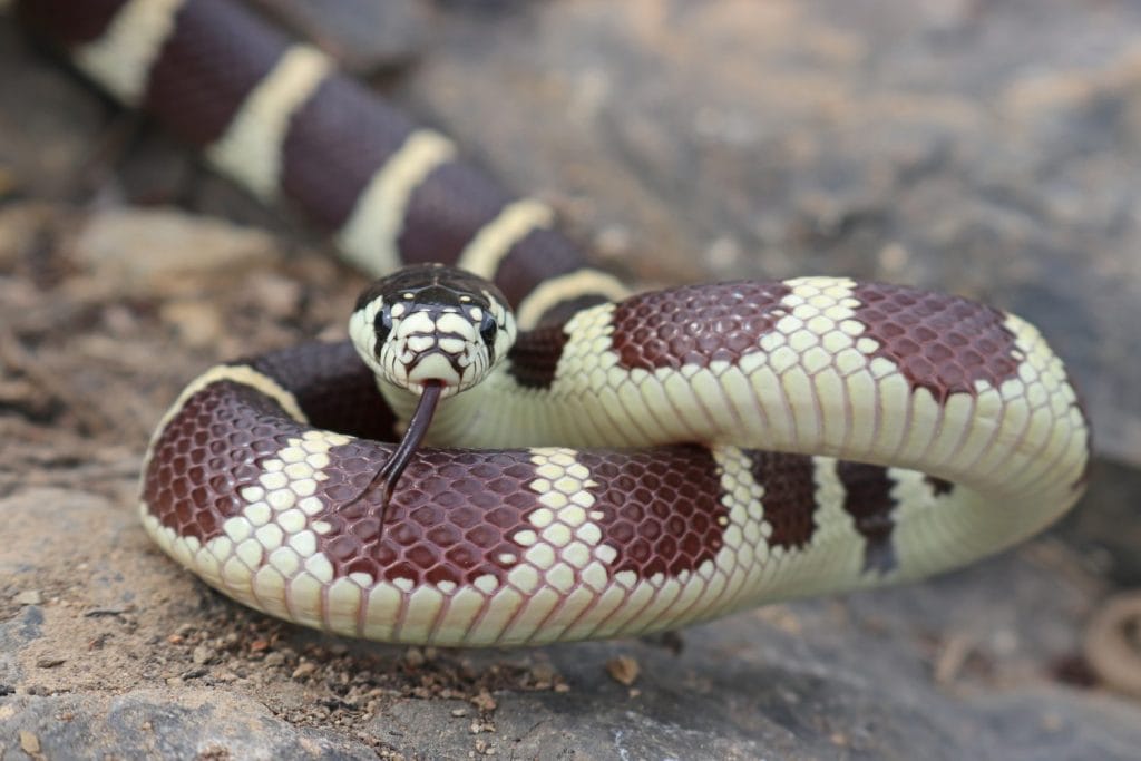 California Kingsnake (Lampropeltis californiae) Banded Color Phase