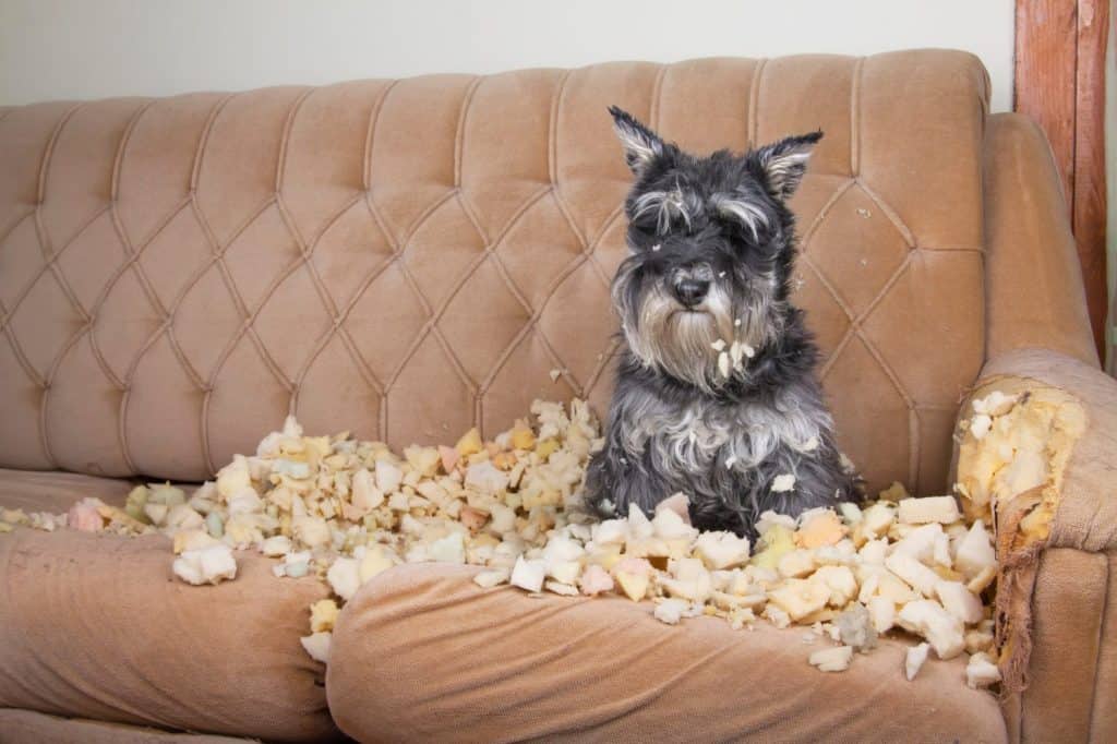 Naughty bad schnauzer puppy dog lies on a couch that she has just destroyed. Mischief puppy chew furniture.