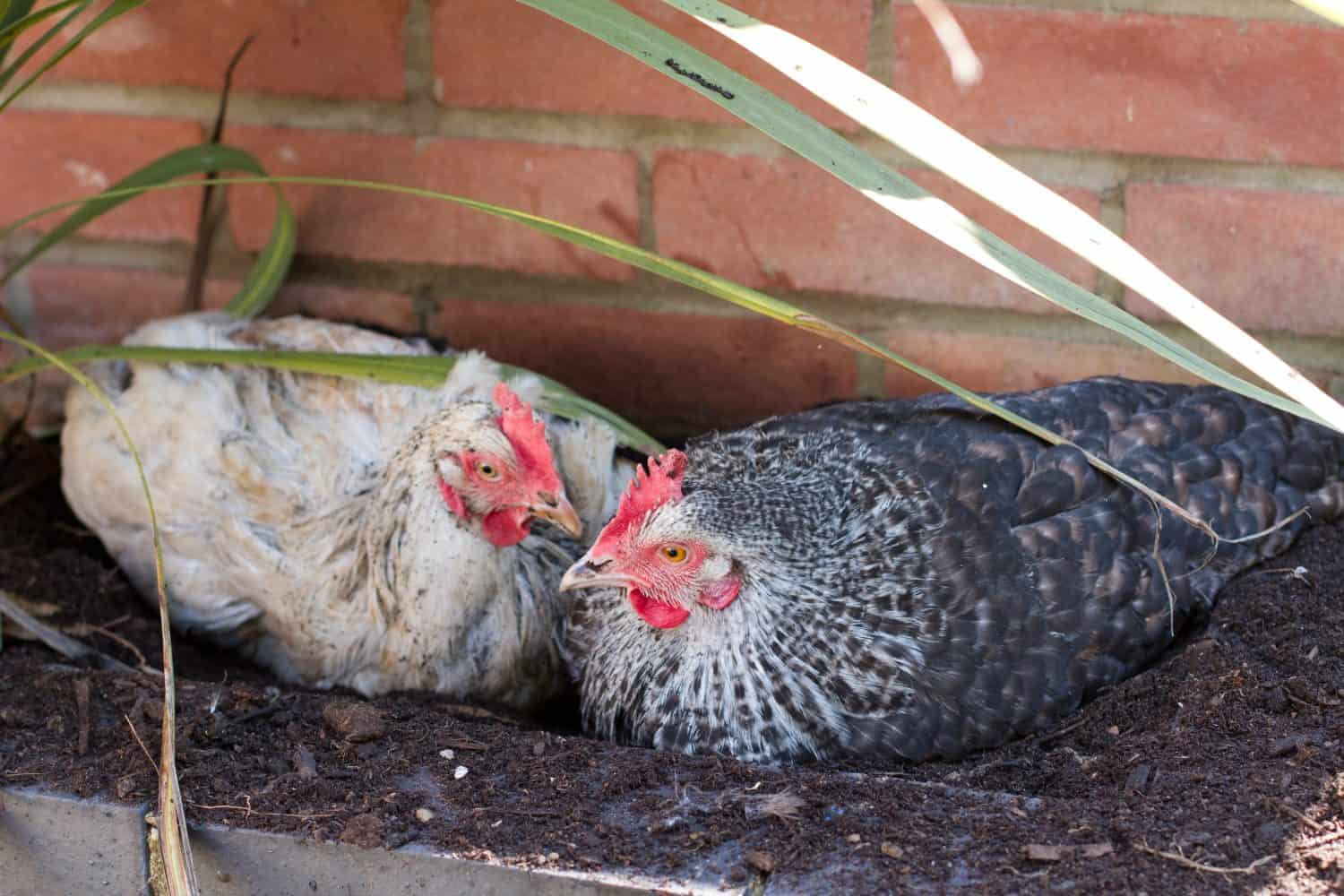 hybrid hen having a dust bath on a warm day