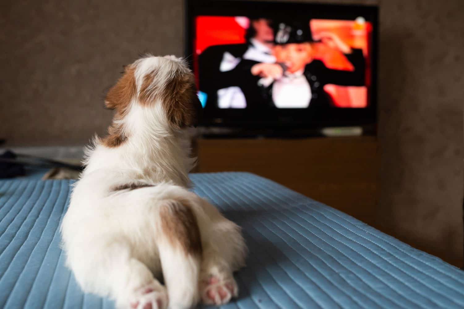 Jack Russell Terrier puppy view