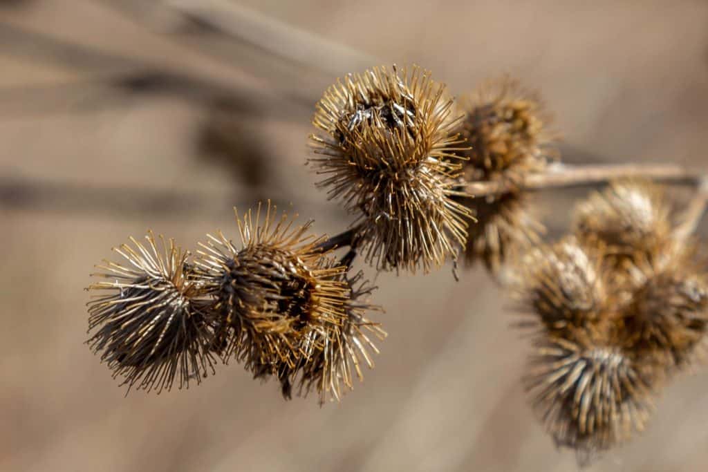 These burrs are hard to get off you once they get a hold