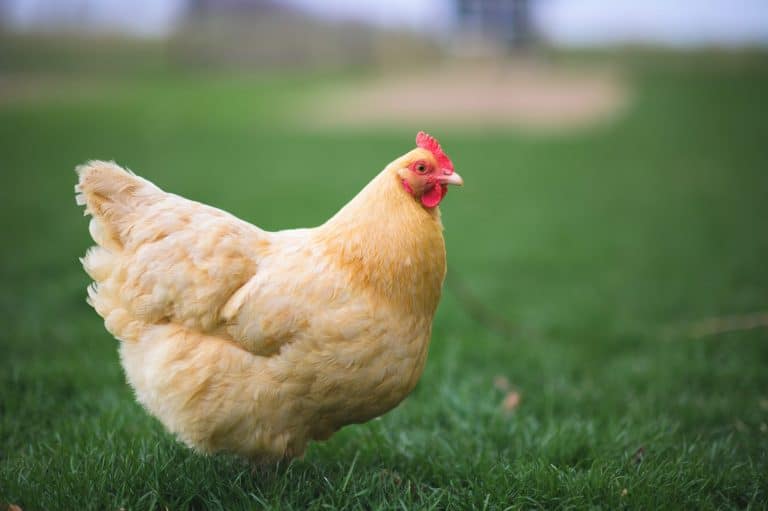 Buff Orpington chicken in backyard farm