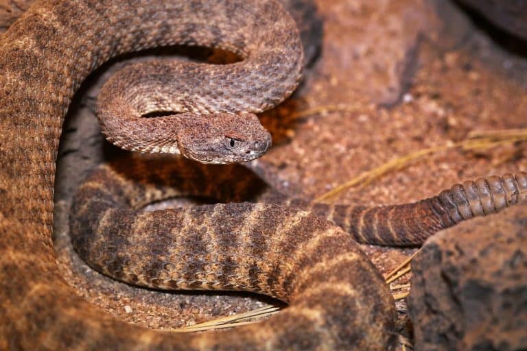 A Tiger Rattlesnake (Crotalus tigris) rattles and flicks tongue in Arizona, USA. Its toxicity is considered to be the highest of all rattlesnake venoms, and highest of all snakes in the Americas.