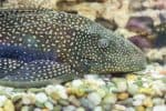 Armored suckermouth catfishes