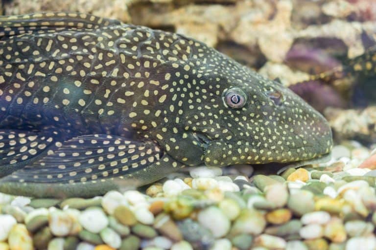 Armored Catfish