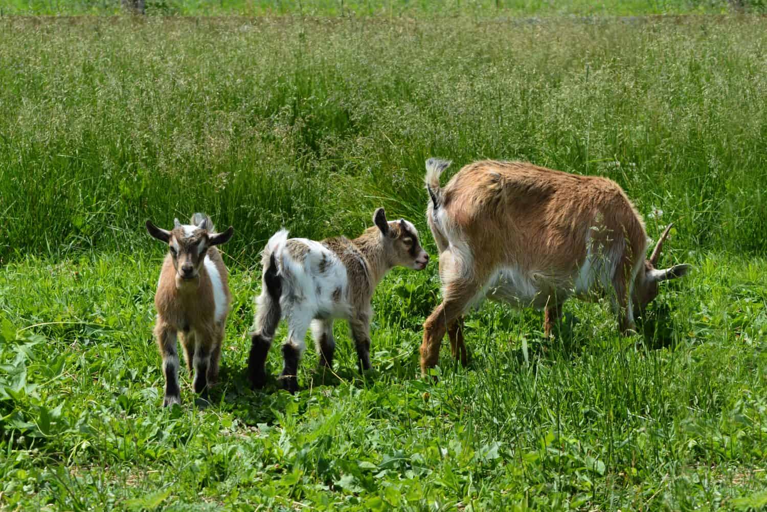 Mother Goat with two kids in pasture