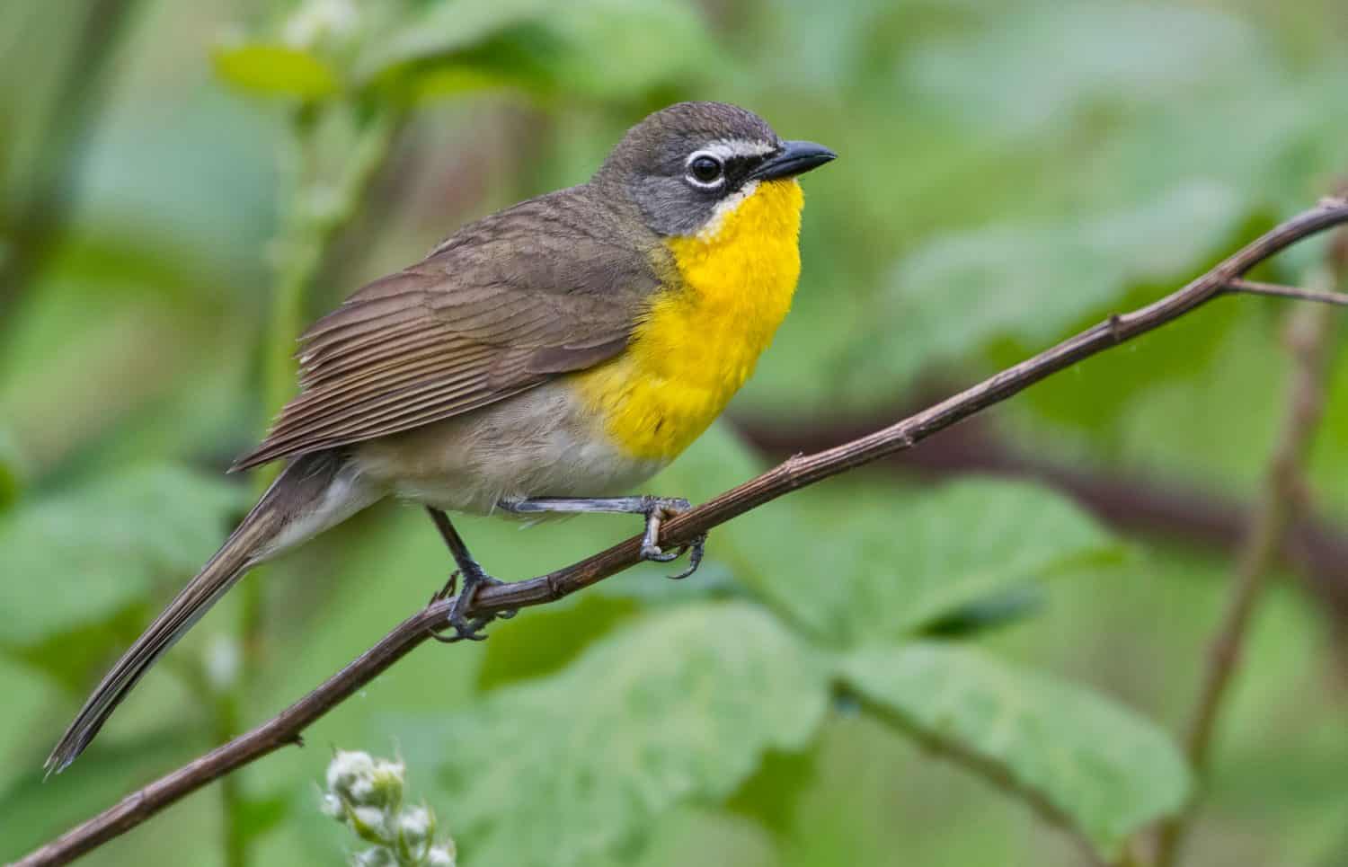 Yellow-breasted Chat (Icteria virens) on west coast