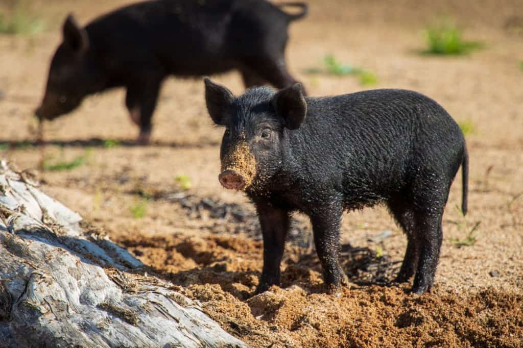 The Feral Pig or Razor back, these piglets were running around this semi dry river bed I just had to watch out for the parents
