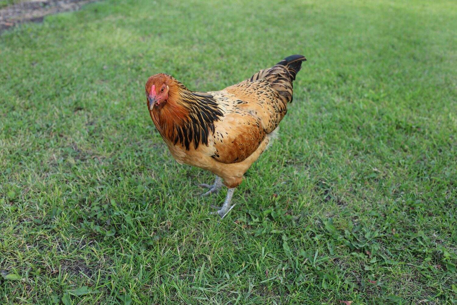 Free range chickens, Easter Egger breed