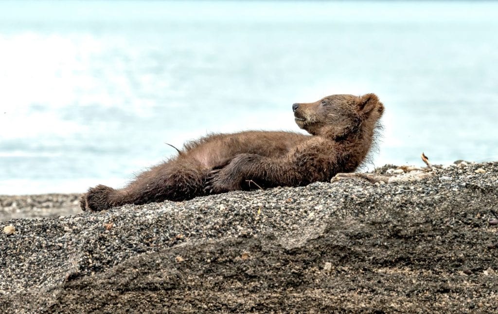 A very funny bear cub bear