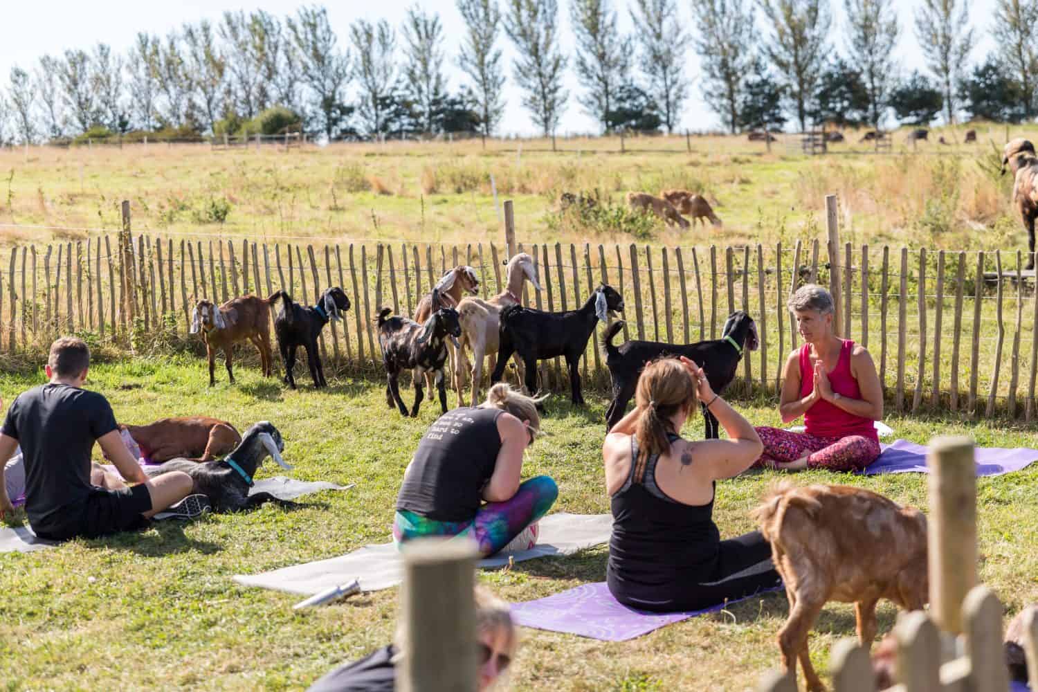 A yoga teacher holding a class of goat yoga which is taking the world by storm